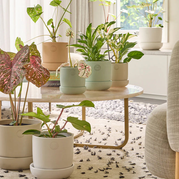Pots for Indoor Plants | Stylish & Durable | The Grow Centre