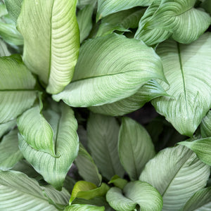 Close up of Platinum Mist Peace Lily Leaves
