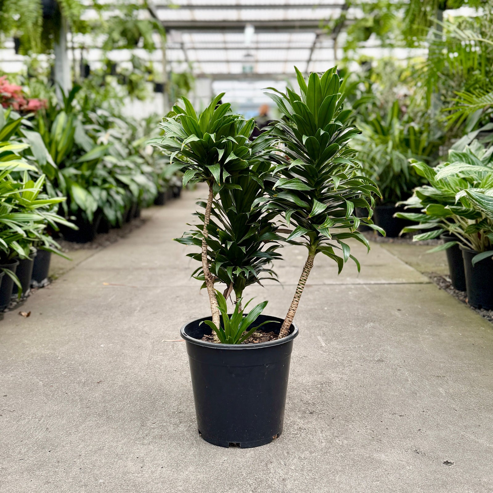 Dracaena Compacta Sticks