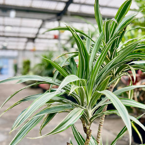 Dracaena Deremensis Close Up of leaves