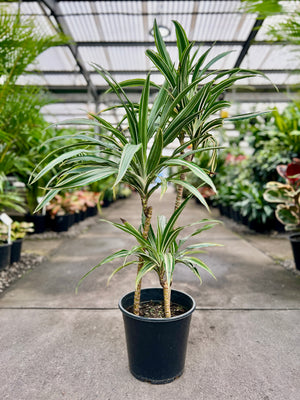 Dracaena Deremensis in an indoor plant nursery