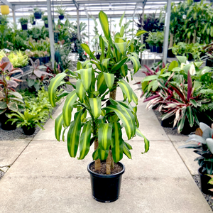 A large Dracaena fragrans 'Massangeana' also known as Happy Plant in a 300mm black nursery pot in a plant nursery