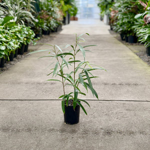 Ficus Longifolia 125mm in a plant nursery