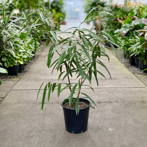Ficus Longifolia 250mm in a plant nursery