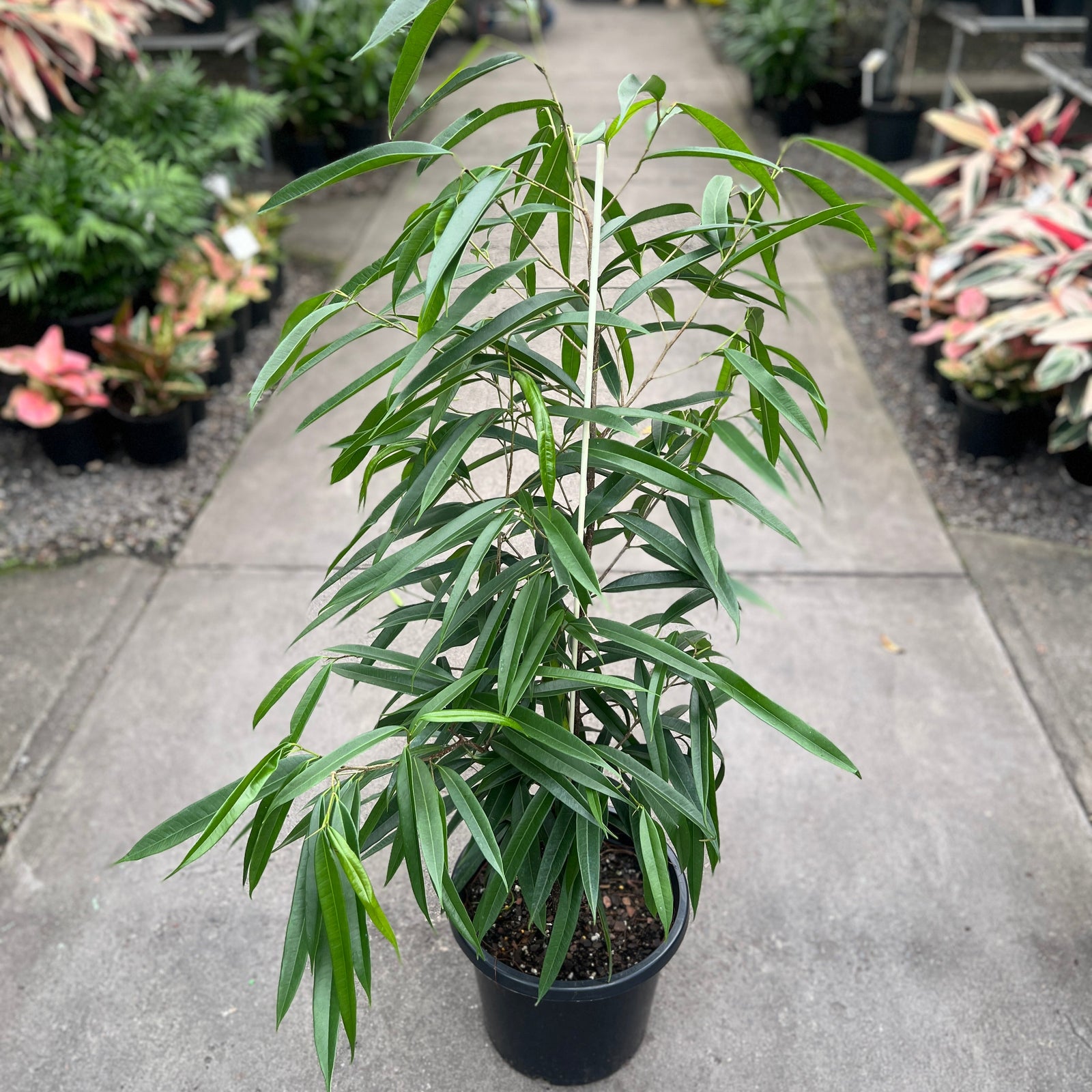Ficus Longifolia Indoor Plant in a plant Nursery 
