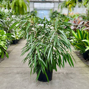 Ficus Longifolia 300mm in a plant nursery