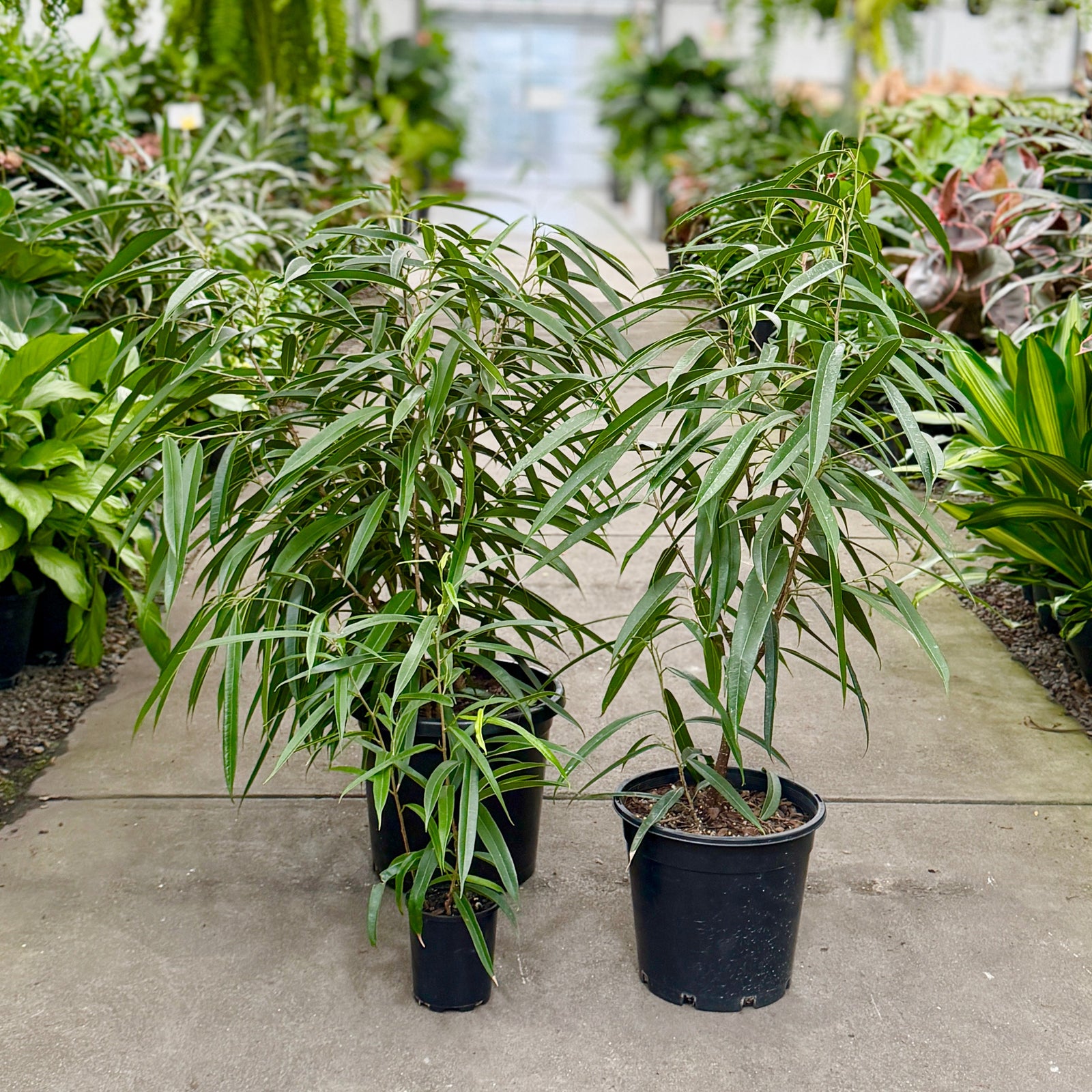 Ficus Longifolia in 125mm, 250mm and 300mm pot plants
