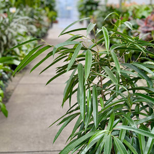 Close up of the leaves of a ficus longifolia in a plant nursery