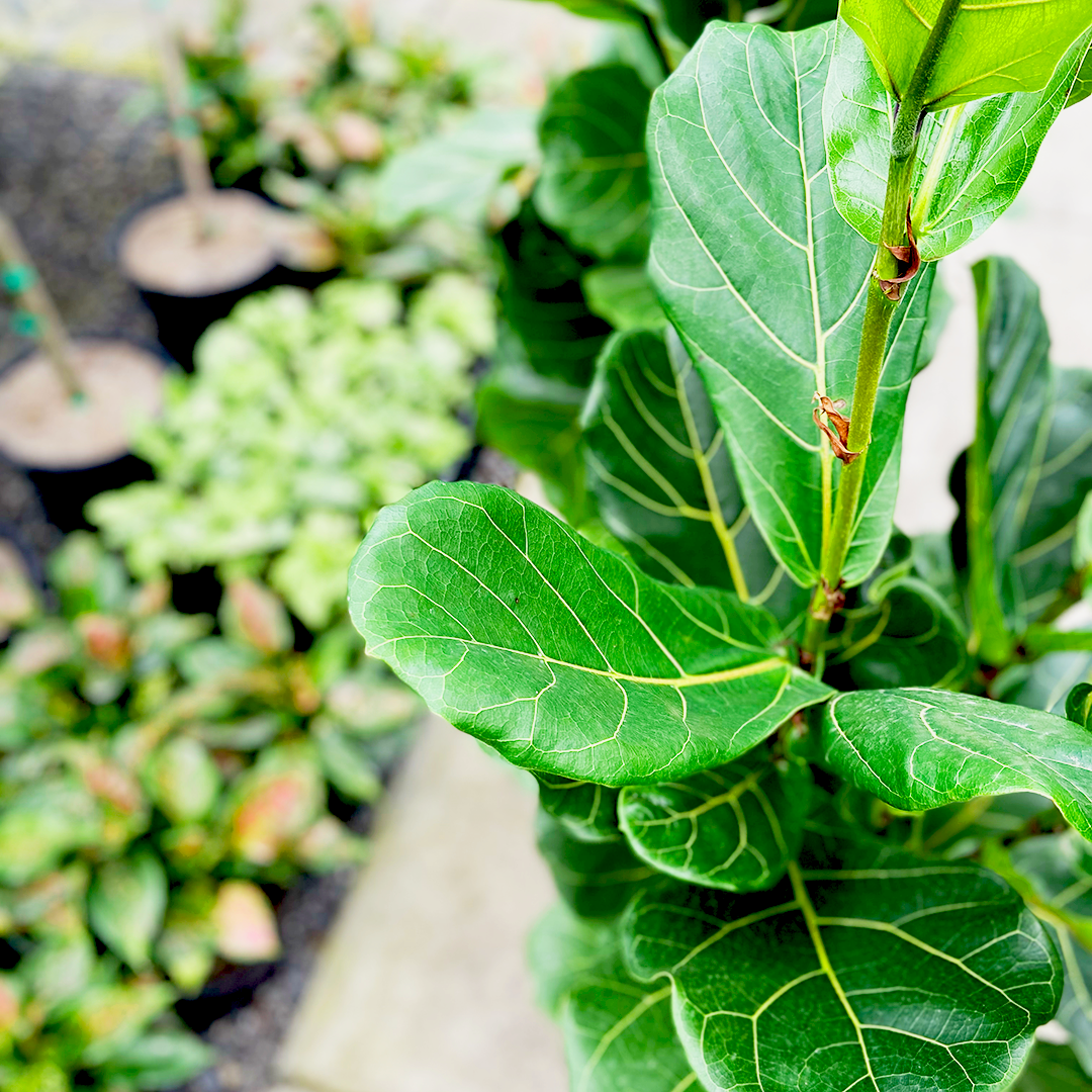 fiddle leaf fig perth Fiddle Leaf Fig - Ficus lyrata