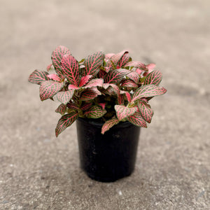 Fittonia (Nerve Plants)
