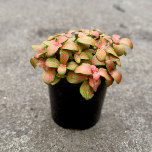 Fittonia plant with a green base and pink veins