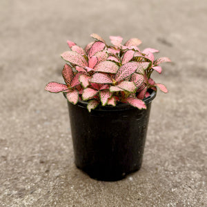 Fittonia (Nerve Plants)