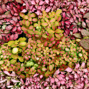 Fittonia (Nerve Plants)