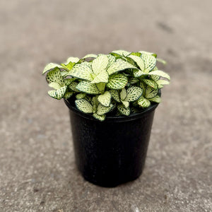 Green and White Fittonia Plant