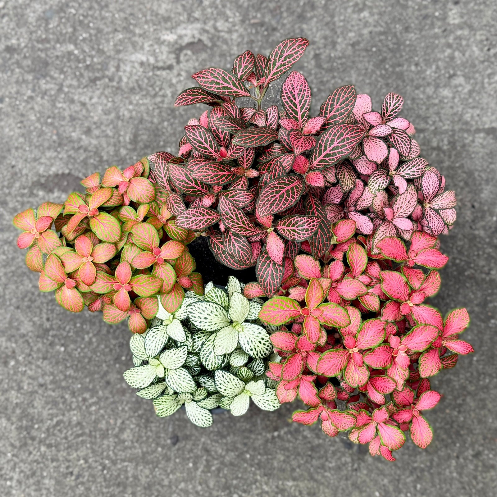 Fittonia (Nerve Plants)