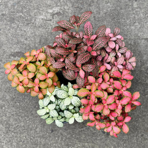 Fittonia plants of all colours - green, white, pinks and reds next to each others on the ground.