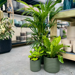 Green Ribbon Cylinder Pots with varying plants