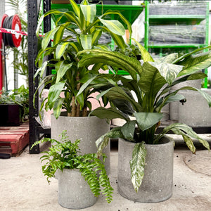Grey Terrazzo Pot Plant Set with indoor plants.