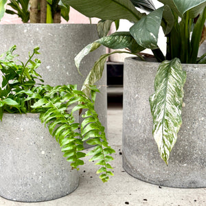 Grey Terrazzo Pot Plant Set Close Up with Indoor Plants