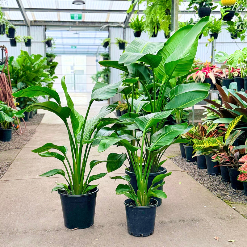 A group of 3 different sized Strelitzia also known as Giant Birds of Paradise in black nursery pots sitting on the floor of a plant nursery
