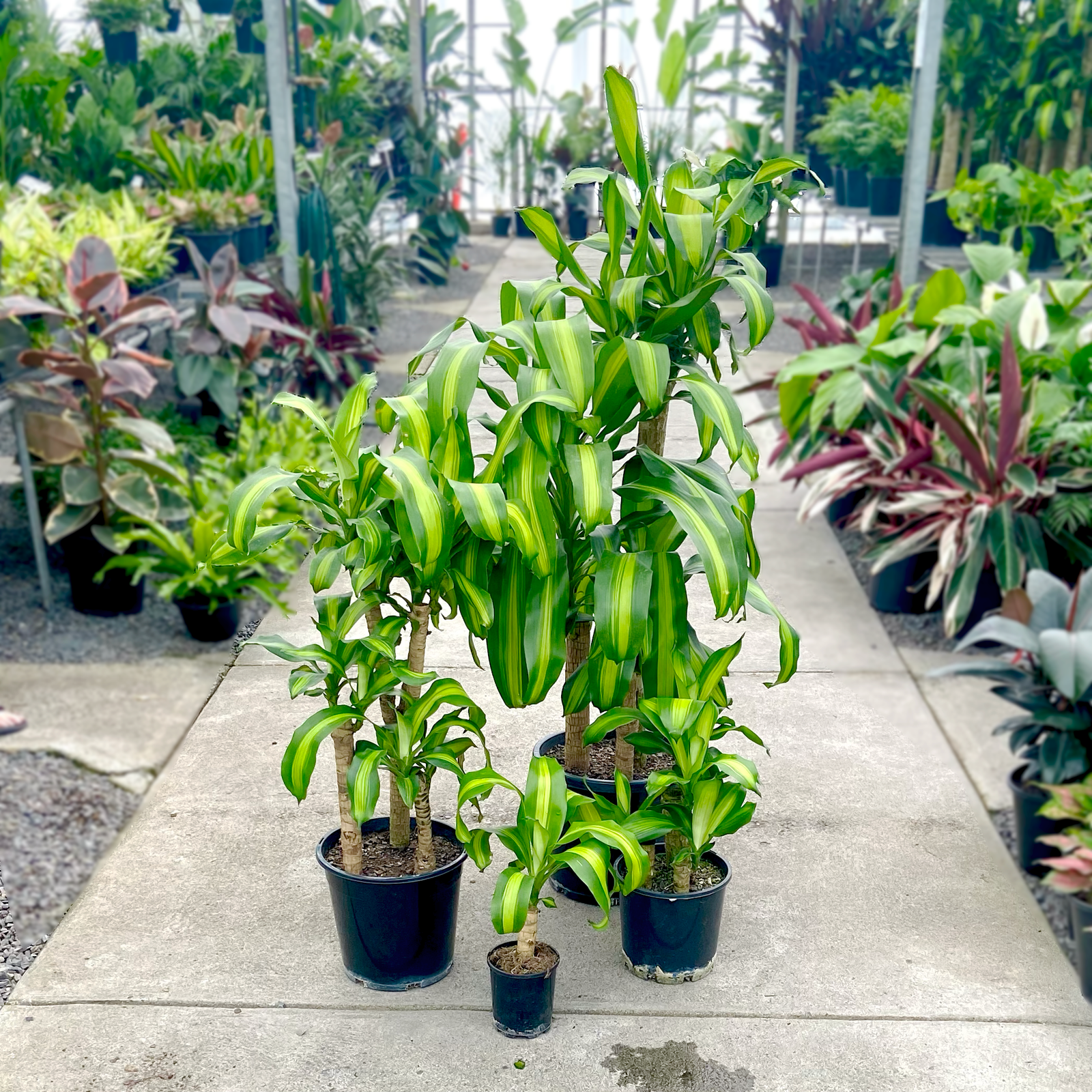 Dracaena messangeana "Happy Plant"