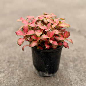 Fittonia (Nerve Plants)