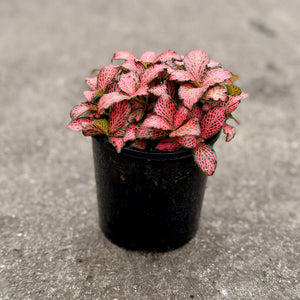 Fittonia (Nerve Plants)