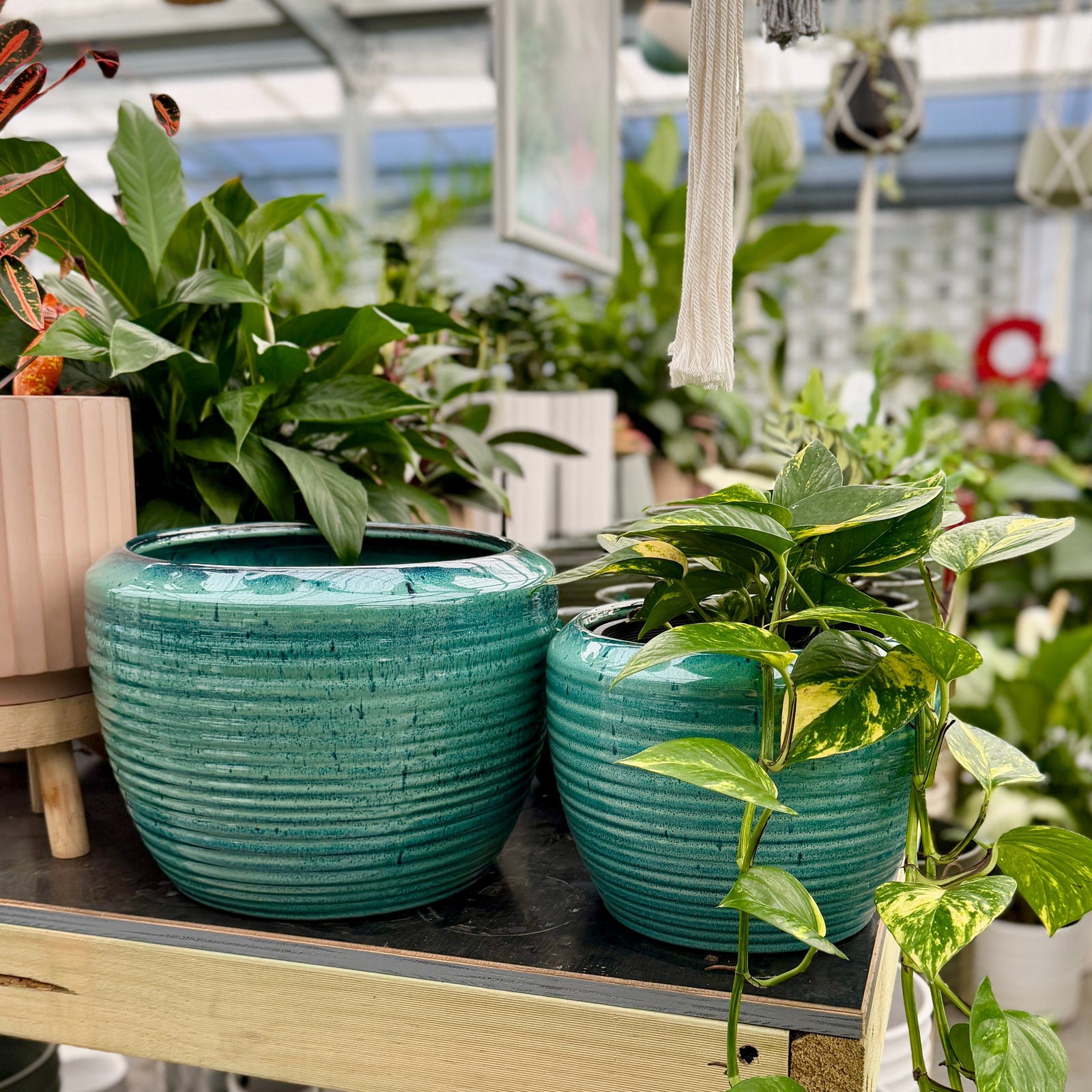 Two ribbed teal ceramic planters with green plants, displayed on a wooden shelf inside a greenhouse with other pots and plants visible in the background.