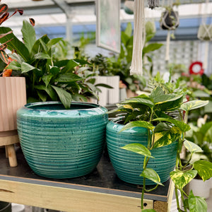 Two ribbed teal ceramic planters with green plants, displayed on a wooden shelf inside a greenhouse with other pots and plants visible in the background.