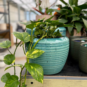 A green trailing houseplant in a ribbed teal ceramic pot, displayed on a wooden shelf inside a greenhouse with other potted plants in the background.
