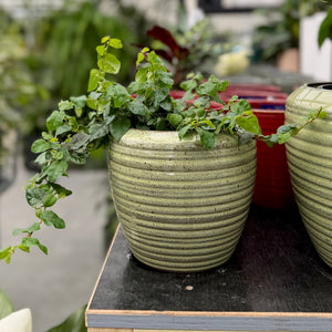  A green trailing plant in a ribbed light green ceramic pot, displayed on a wooden crate inside a greenhouse with other plants in the background.