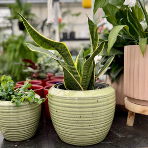 A snake plant in a light green ribbed ceramic pot with yellow variegation, displayed on a wooden table in a nursery or greenhouse setting.