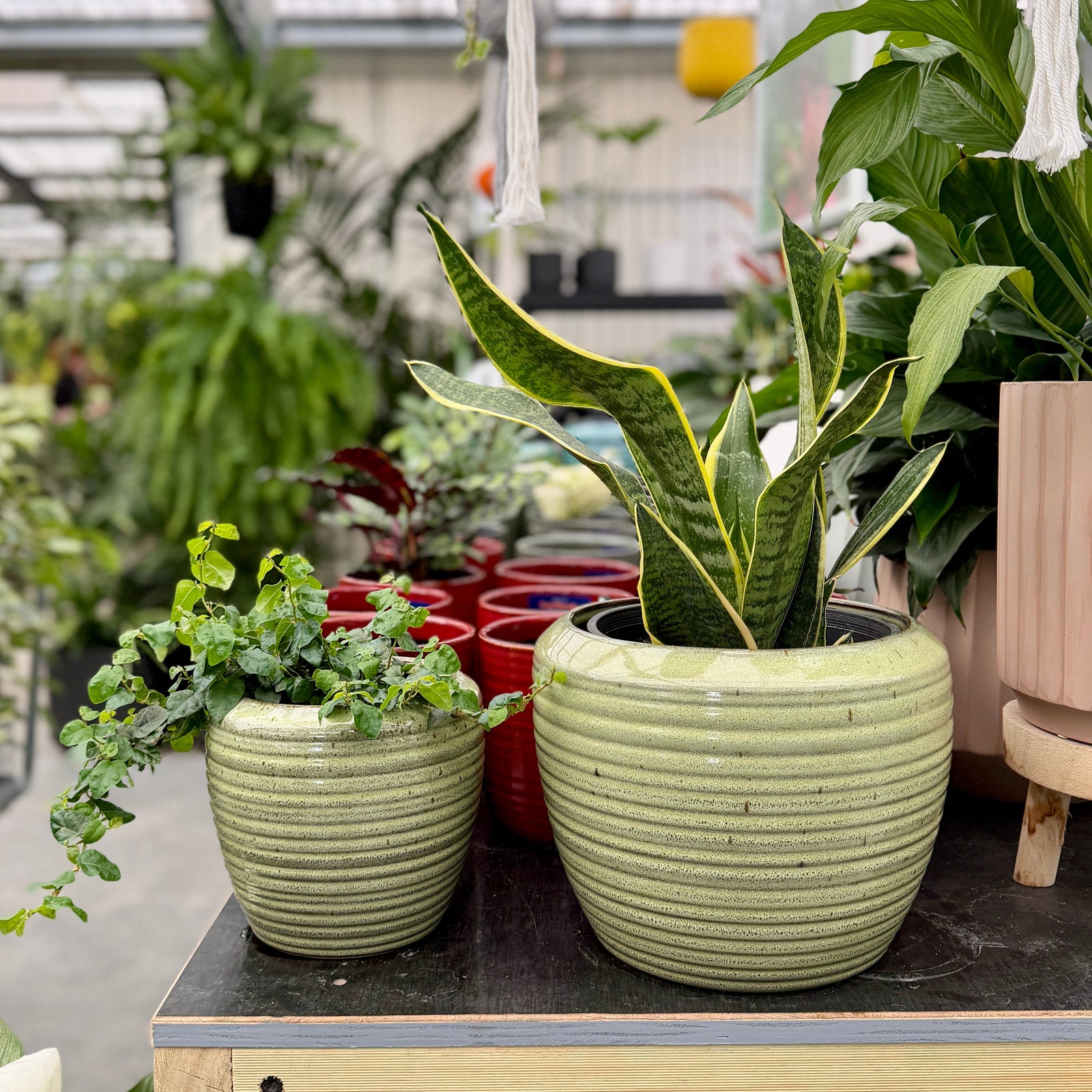 Two ribbed teal ceramic planters with green plants, displayed on a wooden shelf inside a greenhouse with other pots and plants visible in the background.