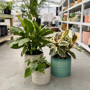 Three potted houseplants in Blue and Natural coloured ceramic pots inside an indoor plant nursery