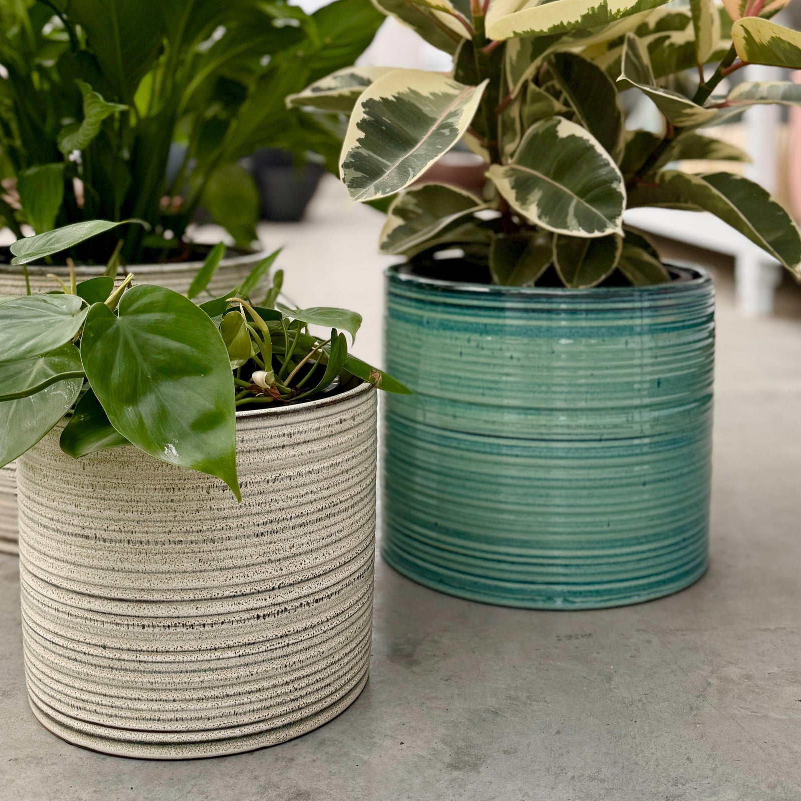 Three potted houseplants in Blue and Natural coloured ceramic pots inside an indoor plant nursery
