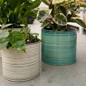 Close up of two potted houseplants in Blue and Natural coloured ceramic pots inside an indoor plant nursery