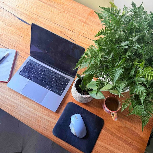 Hares Foot Fern on Desk