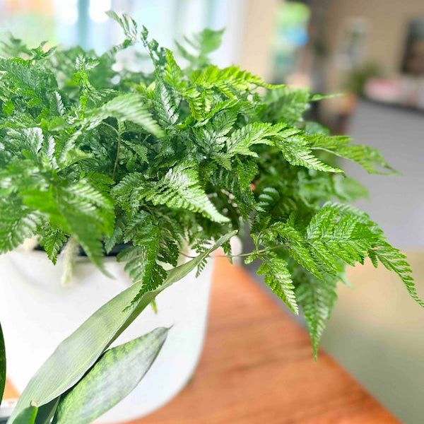 Hares Foot Fern on Desk