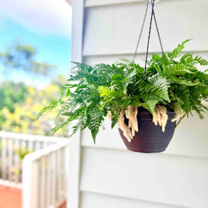Hares foot fern in a hanging basket on a porch