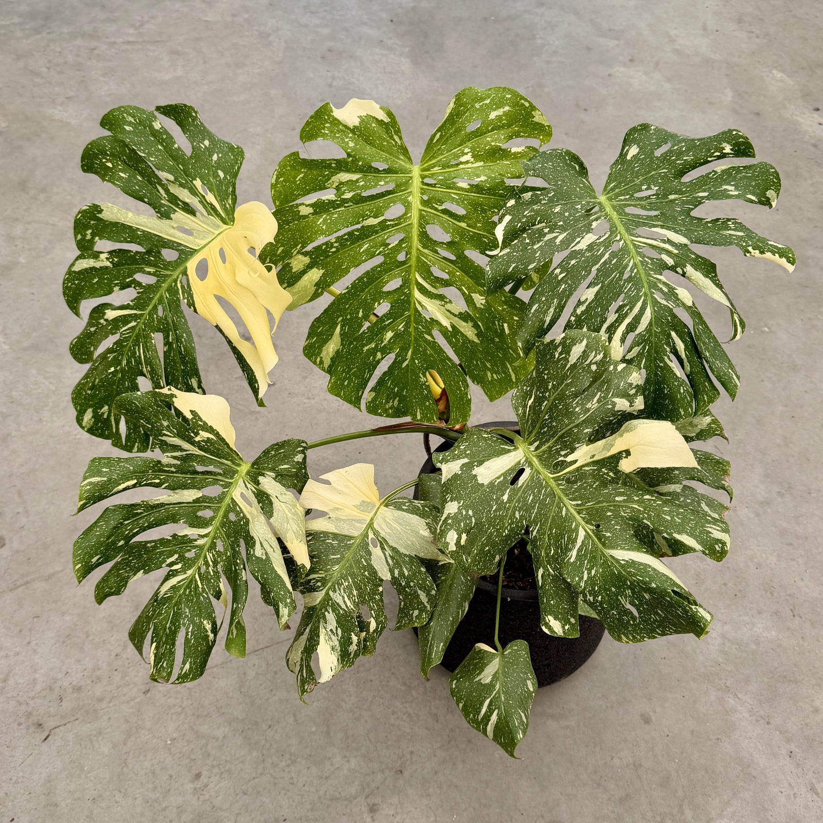 Monstera Thai Constellation