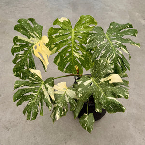 Monstera Thai Constellation