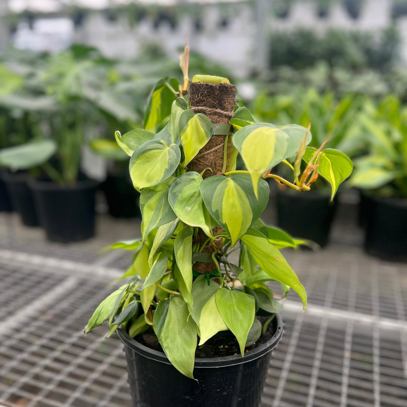 Philodendron Brasil Totem - Philodendron hederaceum 'Brasil'