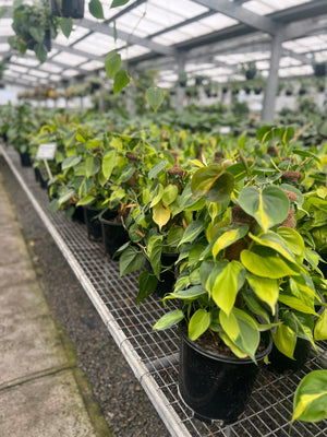 Philodendron Brasil Totem - Philodendron hederaceum 'Brasil'
