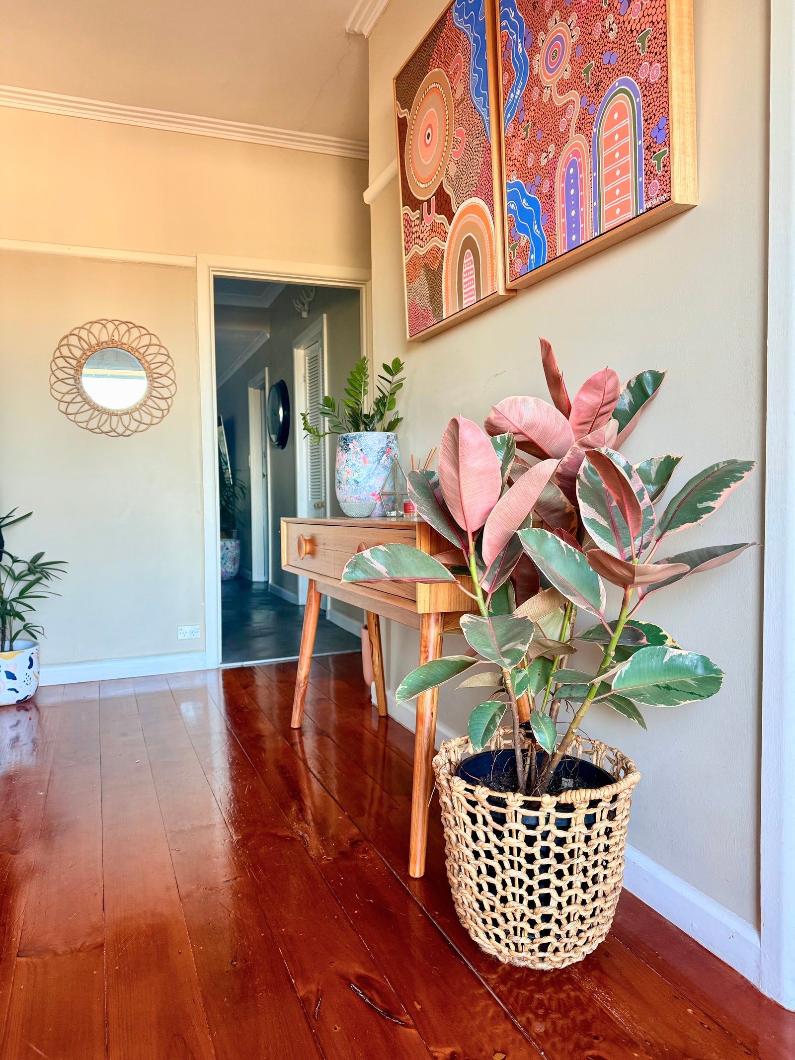 Ficus Elastica - Ficus Ruby Clayton South shop now