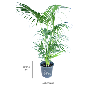 Kentia Palm - Howea forsteriana