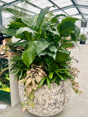 Large Belly Pot display with Peace Lily, Syngonium and Rhapis Palm