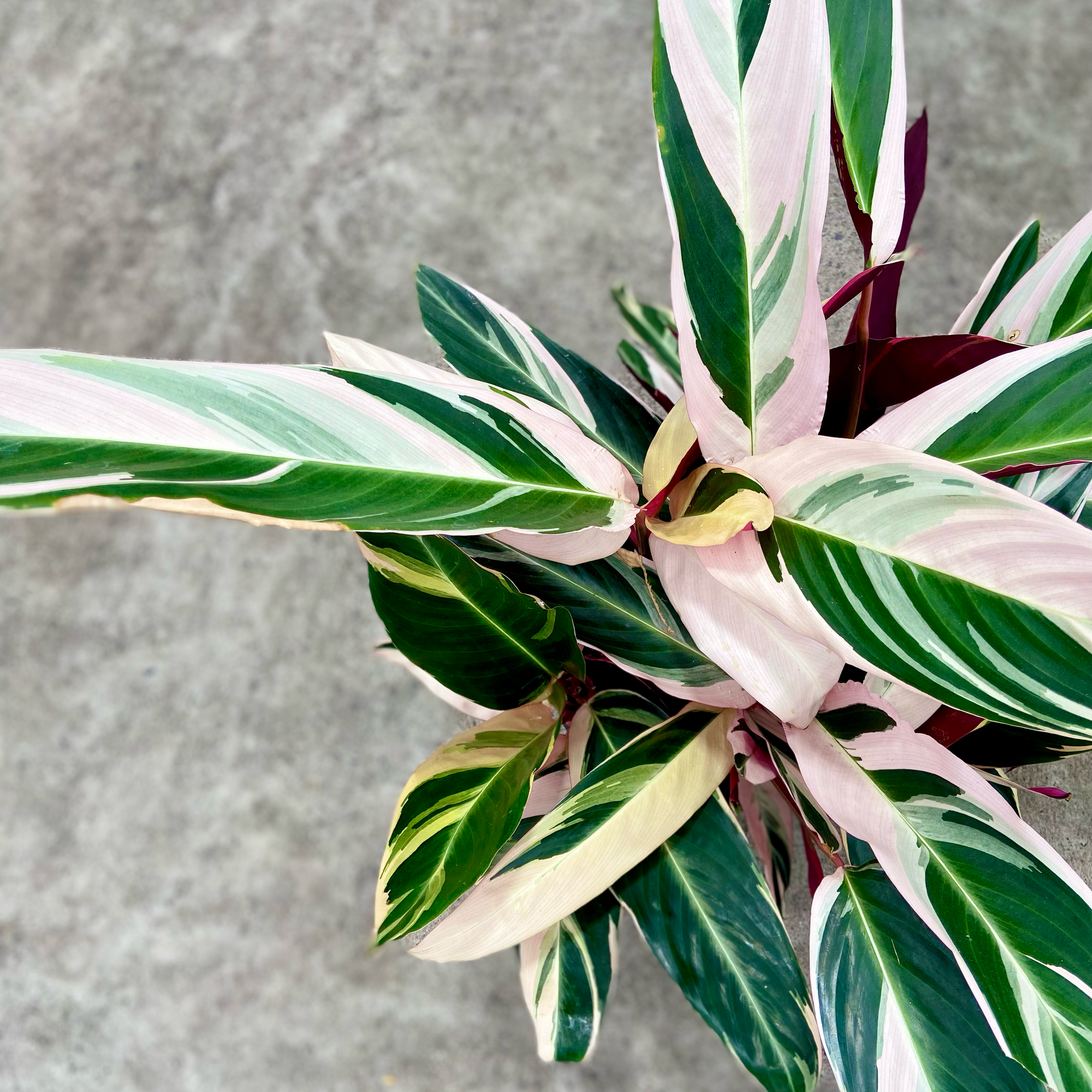 snake plant with pink leaves Snake Plant - Sansevieria trifasciata