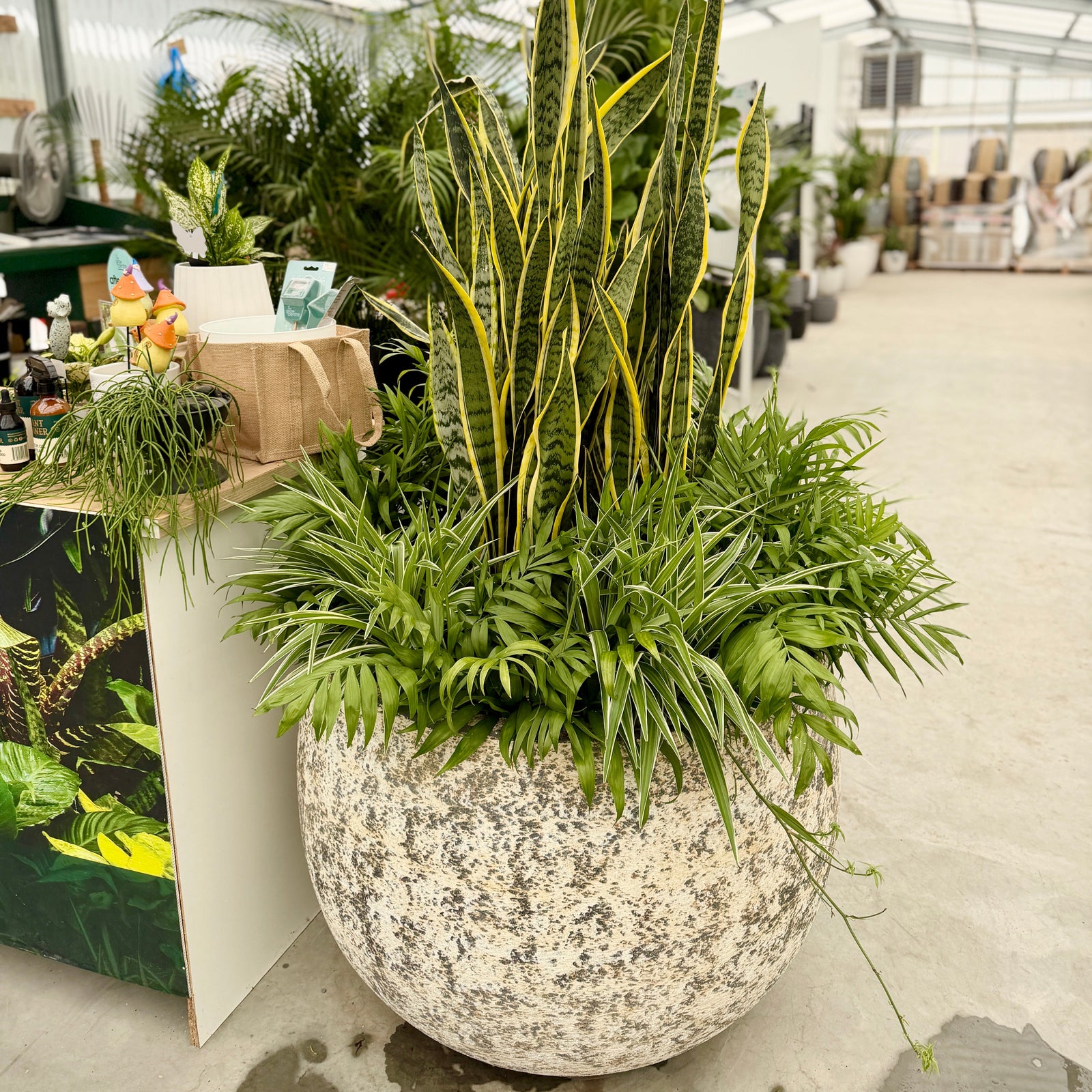Set of 6 Mega Belly Pot in Atlantic White COlour by Northcote Pottery in a plant nursery with multiple large bromeliads planted in the largest pot 