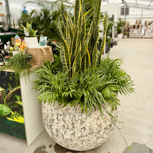 Large Mega Belly Pot in Atlatnic White colour with Sansevieria and underplanting of Spider Plants and Parlour Palms