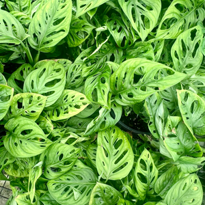 Top view of a Monstera Monkey mask plant leaves. Showcasing their natural fenestrations
